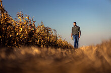 Young Farmer Walking In A Corn Field Examining Crop During Sunset Before Harvest.