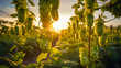 Immerse yourself in the picturesque hop fields with their towering vines and aromatic cones. Photography captures the ripe hop cones, the harvest-ready vines and the excitement of the brewers.