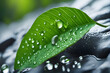 Grünes Blatt mit Wassertropfen close up
