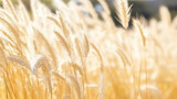 Fototapeta  - A dry grass and summer season, soft golden bokeh background