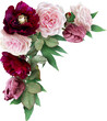 Pink roses, tulips and maroon peony isolated on a transparent background. Png file.  Floral arrangement, bouquet of garden flowers. Can be used for invitations, greeting, wedding card.