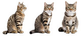 Fototapeta Koty - Set of cat in different poses isolated on white background