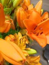 Lilium, Lily - Orange Garden Flower