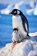 Penguin family in antarctic region wild life sea birds