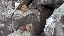 Family Of Rock Hyrax (Procavia Capensis) Between Basalt Rocks In The Galilee