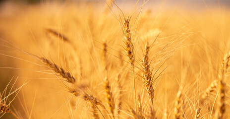 Wall Mural - Wheat field on a sunny day. Grain farming, ears of wheat close-up. Agriculture, growing food products.