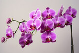Fototapeta Storczyk - beautiful orchid flowers white background