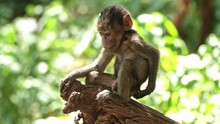 Baby Baboon (Papio Anubis) Sitting On A Tree And Scratching Himself
