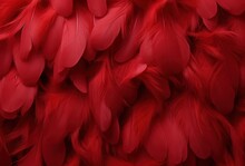 Bright Red Feather. Abstract Textured Background From Bird Plumage. Cabaret, Holiday. Banner. Close-up