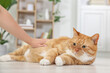 © New Africa - Woman petting cute ginger cat on floor at home, closeup