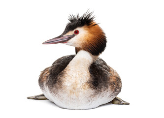 great crested grebe, podiceps cristatus, isolated on white