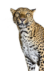 Wall Mural - head shot of a spotted Leopard looking at the camera, isolated on white