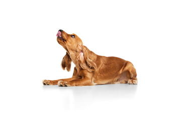 Wall Mural - Calm, beautiful, purebred dog, English cocker spaniel lying on floor and licking isolated on white background. Concept of domestic animals, pet care, vet, action and motion, friend. Copy space for ad