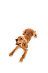 Wall Mural - Top view of cute, adorable dog, English cocker spaniel lying on floor and playfully looking isolated on white background. Concept of domestic animals, pet care, vet, love, friend. Copy space for ad