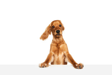 Wall Mural - Beautiful, purebred dog, English cocker spaniel leaning on table and looking isolated on white background. Concept of domestic animals, pet care, vet, action, motion, love, friend. Copy space for ad