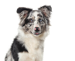 Wall Mural - Head shot of a Blue merle puppy australian shepherd dog looking at the camera, isolated on white