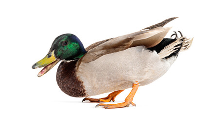 Poster - Side view of a Mallard Duck on the defensive with beak wide open to impress its attacker, Anas platyrhynchos, isolated on white