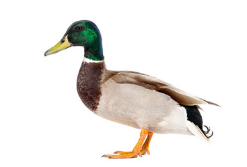 Poster - Side view of a Mallard Duck standing, Anas platyrhynchos, isolated on white