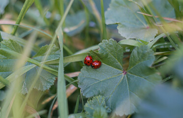 Wall Mural - Red beetles on a leaf