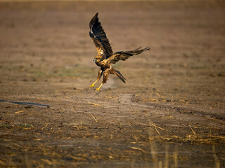 Poster - Marsh harrier, Circus aeruginosus