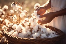 A Woman Is Seen Holding A Basket Filled With Fluffy Cotton. This Image Can Be Used To Depict Agriculture, Farming, Or Textile Production.