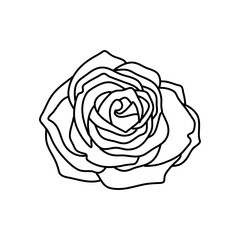 Canvas Print - Hand drawn rose flower isolated on white background. stock vector illustration.