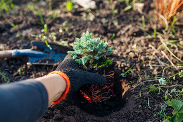 Planting Blue star juniper into soil. Groundcovering evergreen ready for transplanting in fall garden. Healthy roots