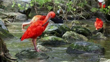scarlet ibis, eudocimus ruber, bird of the threskiornithidae family, admired by the reddish colorati
