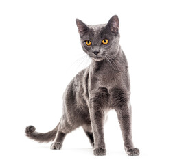 Grey crossbreed cat yellow eyed, isolated on white