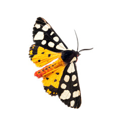 Wall Mural - Dorsal side of a Cream-spot tiger moth, Arctia villica, Erebidae  family, isolated on white