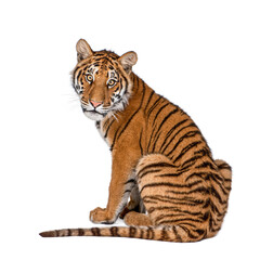 Wall Mural - Portrait of Bengal Tiger, 1 year old, sitting, studio shot, Panthera tigris tigris