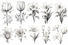 Pencil Sketches Of Flowers And Plants. Generative AI
