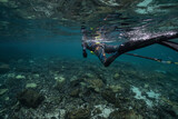 Fototapeta Do akwarium - Freediver swimming over a reef in the Arctic circle