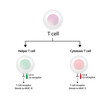 T Cell, helper T cell and cytotoxic T cell, CD Antigen Types., CD4 And CD8. Vector Illustration	
