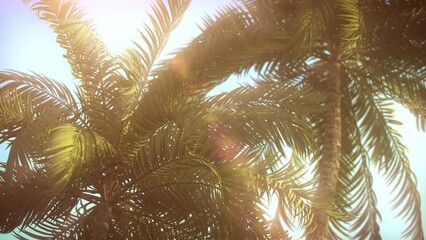 Wall Mural - 3D loop animation - Background of palm trees whose leaves move in the wind at sunset