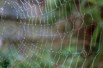  Spider web with dew drops in the morning light. Autumn in the garden. Abstract photo of dew drops.