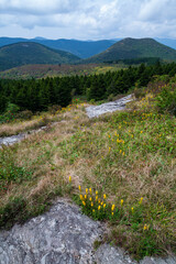 Wall Mural - Art Loeb Trail on Black Balsam, Pisgah National Forest