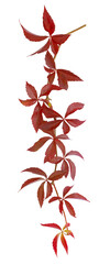 Canvas Print - Parthenocissus quinquefolia en automne	