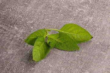 Raw green basil leaves seasoning