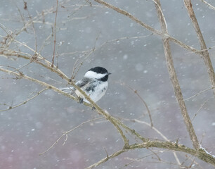 Wall Mural - Chickadee in Winter Storm