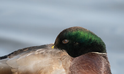 Wall Mural - Mallard duck profile