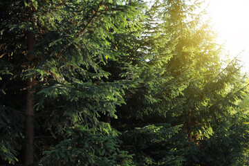 Wall Mural - Beautiful fir trees in autumn park