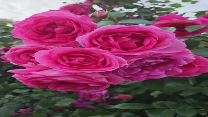Wall Mural - rose bush with beautiful bright crimson flowers in bulgaria