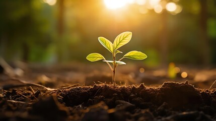 Wall Mural - Delicate young plant growing from soil in park in sun rise