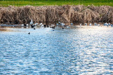 Different types of Argentine waterfowl near the grasslands of the lagoons of Punta Mogotes, Mar del Plata, Argentina.