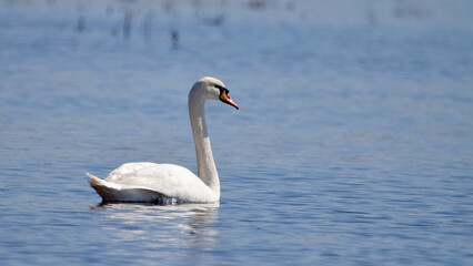 Wall Mural - A white swan swims on the water.