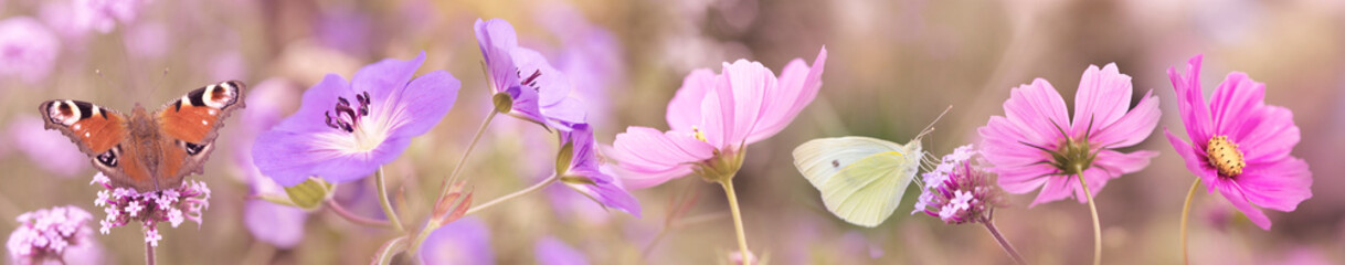 Poster - the garden flower and the butterfly - macro photo