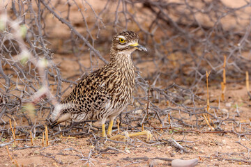 Wall Mural - Spotted Thick-knee, Kgalagadi, South Africa