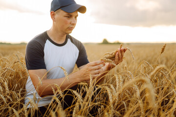 Wall Mural - Wheat field background. The male hands of a farmer touch ears of wheat in a field at sunset, check the quality of the crop and its growth. Rich harvest concept. Agriculture.