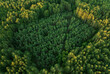 Forest, aerial view. Forest destruction, felling of trees. Illegal logging. Spruse Forest Landowners Tree Planting, drone view. Forests illegal disappearing. Deforestation, tree planted, cut down.